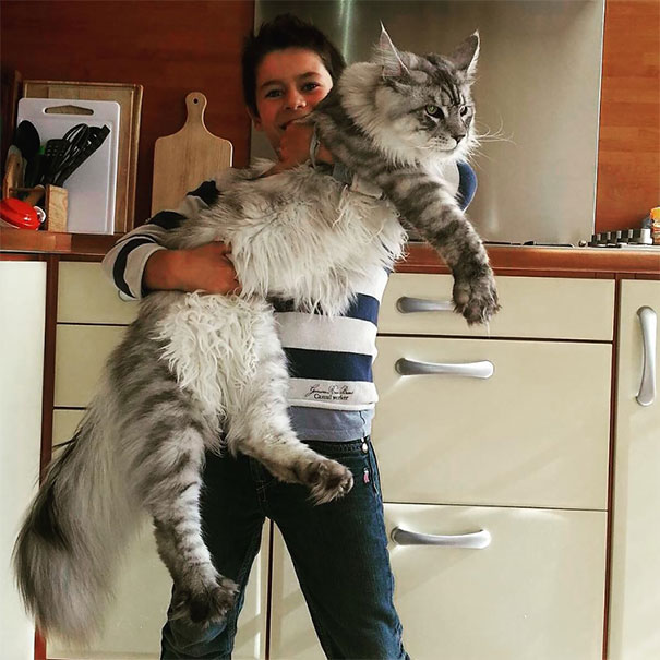 1. Mèo Maine Coon: Con đực từ 6,8kg đến 11,3kg, con cái từ 3,6kg đến 5,4kg. Maine Coon là giống mèo nhà lớn nhất thế giới và cũng là một trong những giống mèo được yêu thích nhất. Chúng có khả năng thích nghi tốt và rất thân thiện với con người. (Ảnh: Bored Panda)