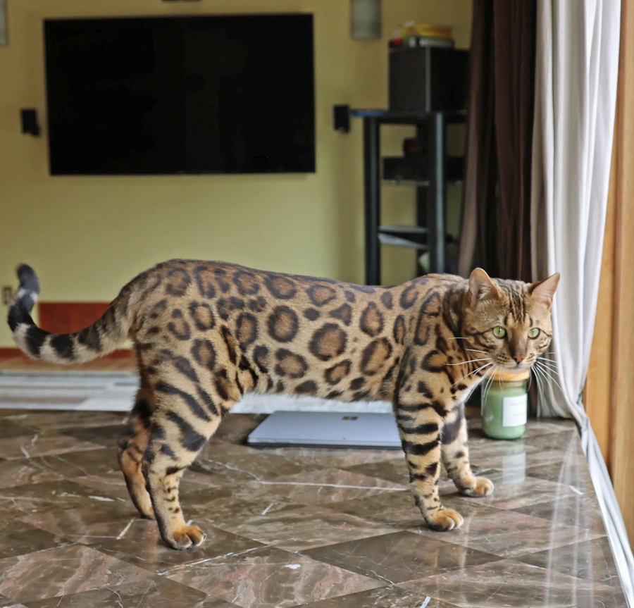 5. Mèo Bengal: Cân nặng từ 4,5kg đến 7kg. Bengal có bộ lông vằn giống như báo, rất năng động và thông minh.(Ảnh: midwestbengals)