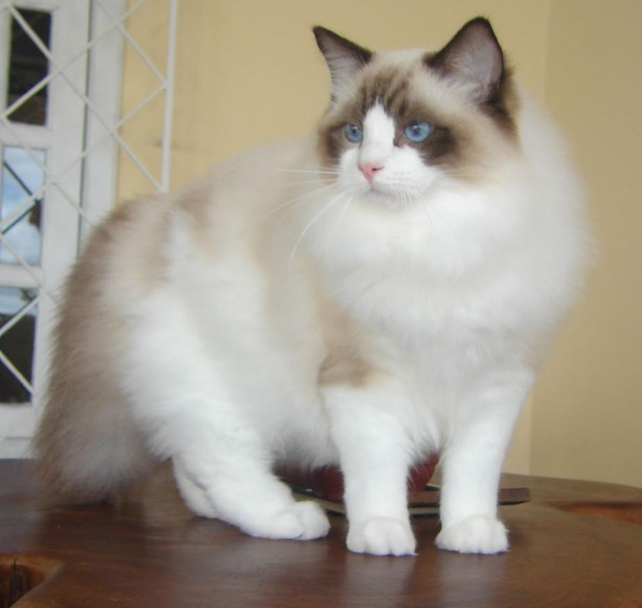 2. Mèo Ragdoll: Con đực từ 5,4kg đến 9kg, con cái từ 3,6kg đến 6,8kg. Ragdoll nổi tiếng với tính cách điềm đạm và rất quấn người. Chúng thích theo chân chủ nhân khắp nơi.(Ảnh: Wikipedia)