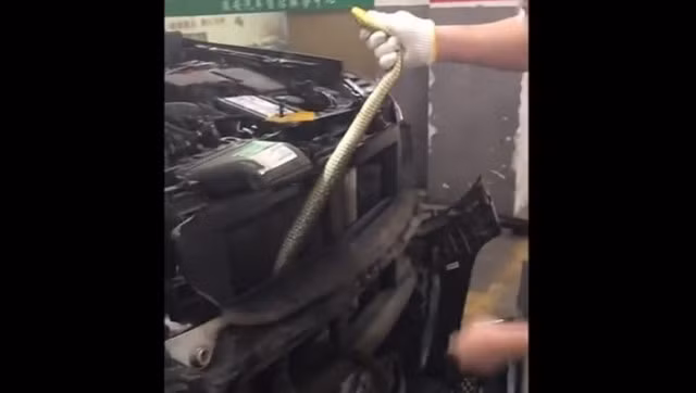 Sự việc xảy ra khi tài xế cảm thấy có điều bất thường trong xe và quyết định nhờ đến sự giúp đỡ của một cửa hàng sửa chữa ô tô. Các kỹ thuật viên đã phát hiện ra con " quái thú" sau khi kiểm tra kỹ lưỡng, nhưng do nó ẩn nấp ở một vị trí khó tiếp cận, họ đã phải tháo cản xe để bắt được nó. Cuối cùng, con rắn hổ mang đã được kéo ra thành công và thả xa khỏi khu vực dân cư. (Ảnh cắt từ clip)