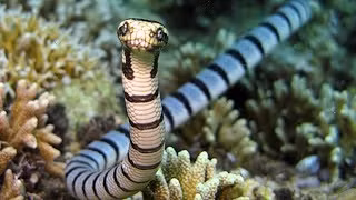 5. Rắn biển Belcher (Hydrophis belcheri): Rắn biển Belcher, mặc dù ít được biết đến, lại là loài rắn biển có nọc độc mạnh nhất thế giới. Sống chủ yếu ở vùng biển Đông Nam Á và phía bắc Úc, chỉ cần một lượng nhỏ nọc độc của rắn biển Belcher cũng đủ để giết chết một người trưởng thành. Tuy nhiên, loài rắn này hiếm khi tấn công con người.