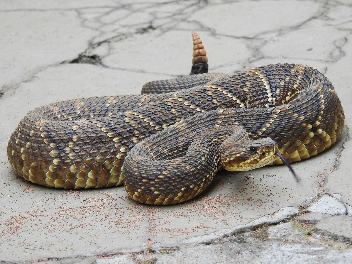 6. Rắn đuôi chuông (Crotalus spp.): Rắn đuôi chuông là một trong những loài rắn nổi tiếng nhất ở châu Mỹ. Loài rắn này có đặc trưng là phần đuôi có thể rung lên để phát ra âm thanh cảnh báo. Nọc độc của rắn đuôi chuông chứa hemotoxin, một chất phá hủy tế bào máu và mô cơ, gây ra đau đớn cực độ và tử vong nếu không được điều trị kịp thời.