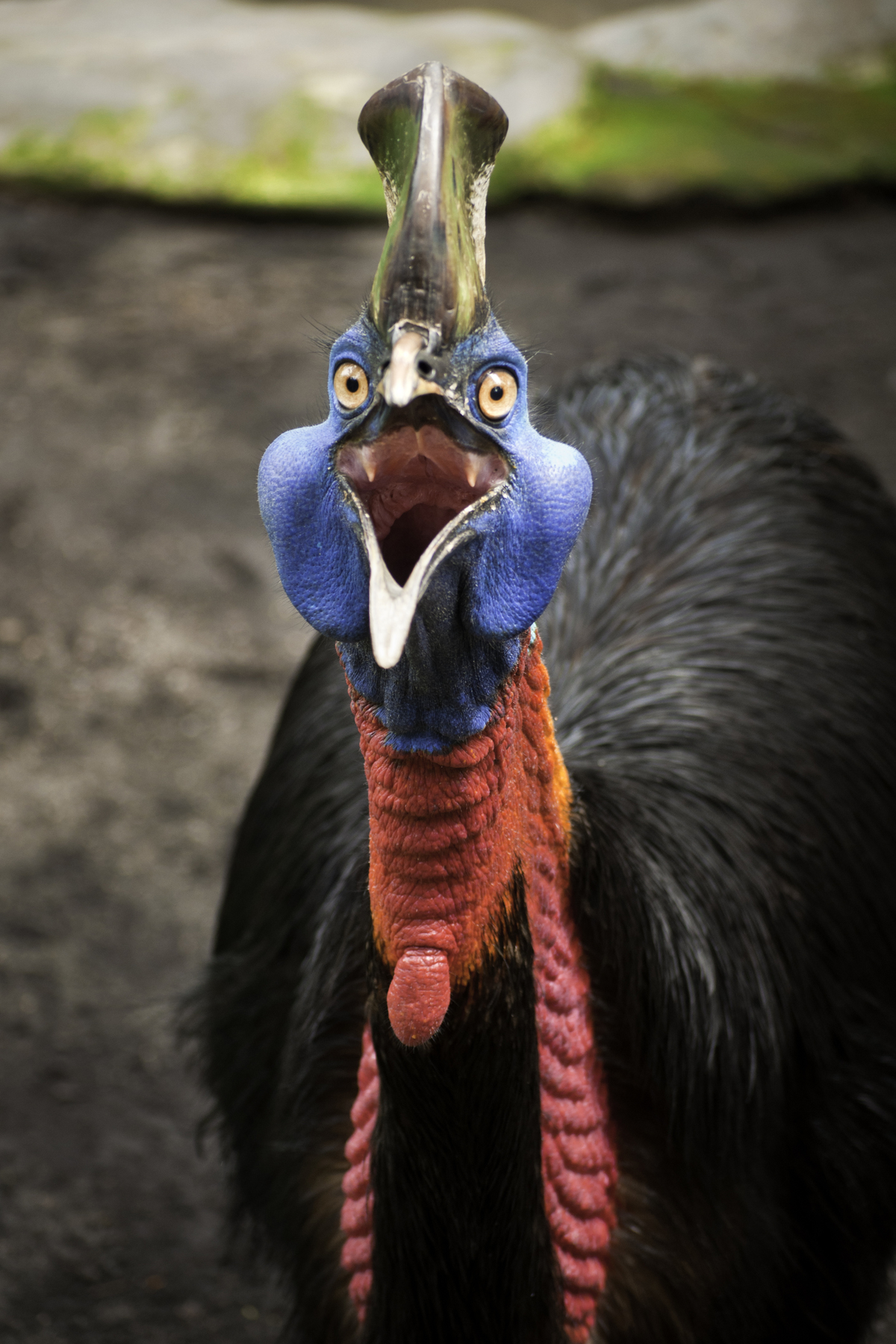 2. Cassowary (Đà điểu đầu mào): Cassowary được mệnh danh là "loài chim nguy hiểm nhất thế giới". Sở hữu bộ móng vuốt sắc nhọn và một mào cứng trên đầu, chúng có thể nhảy cao và tung những cú đá cực mạnh. Ở Úc, loài này đã từng gây ra nhiều ca tử vong.(Ảnh:Great Big Story)