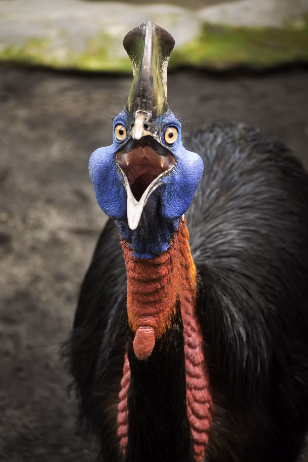 2. Cassowary (Đà điểu đầu mào): Cassowary được mệnh danh là "loài chim nguy hiểm nhất thế giới". Sở hữu bộ móng vuốt sắc nhọn và một mào cứng trên đầu, chúng có thể nhảy cao và tung những cú đá cực mạnh. Ở Úc, loài này đã từng gây ra nhiều ca tử vong.(Ảnh:Great Big Story)