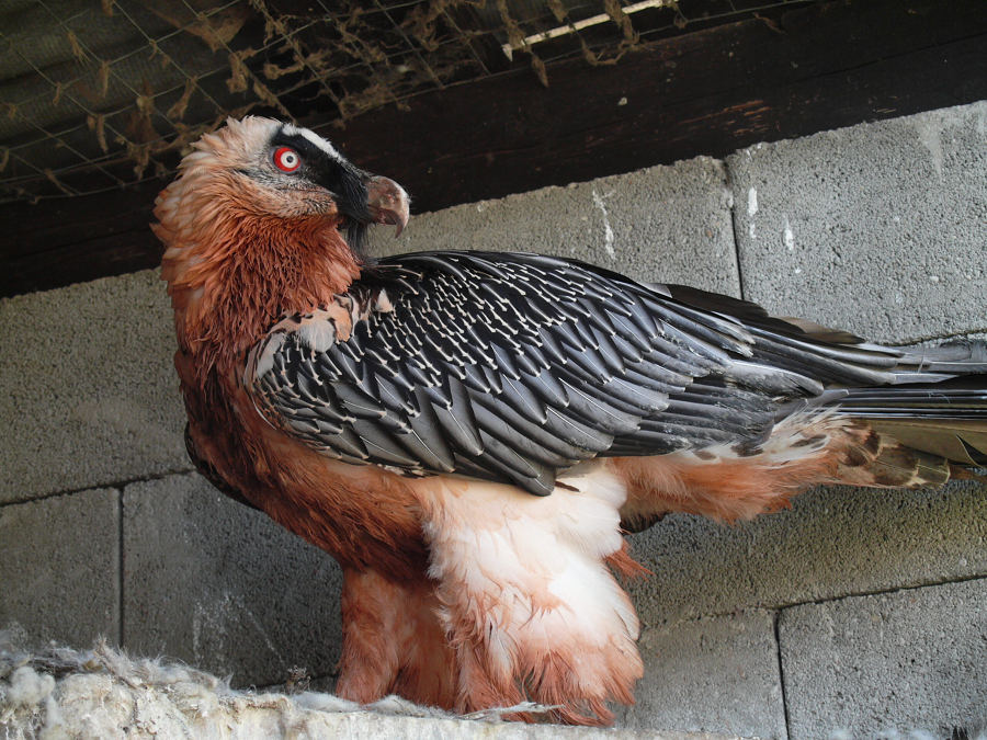 3. Kền kền Râu (Bearded Vulture): Kền kền râu không tấn công con người, nhưng chúng nổi tiếng với cách săn mồi đáng sợ: chúng thả con mồi từ trên cao xuống đá để làm vỡ xương và dễ dàng ăn phần tủy bên trong. Điều này khiến chúng trở thành một loài chim "đáng sợ".(Ảnh:Vulture Conservation Foundation)