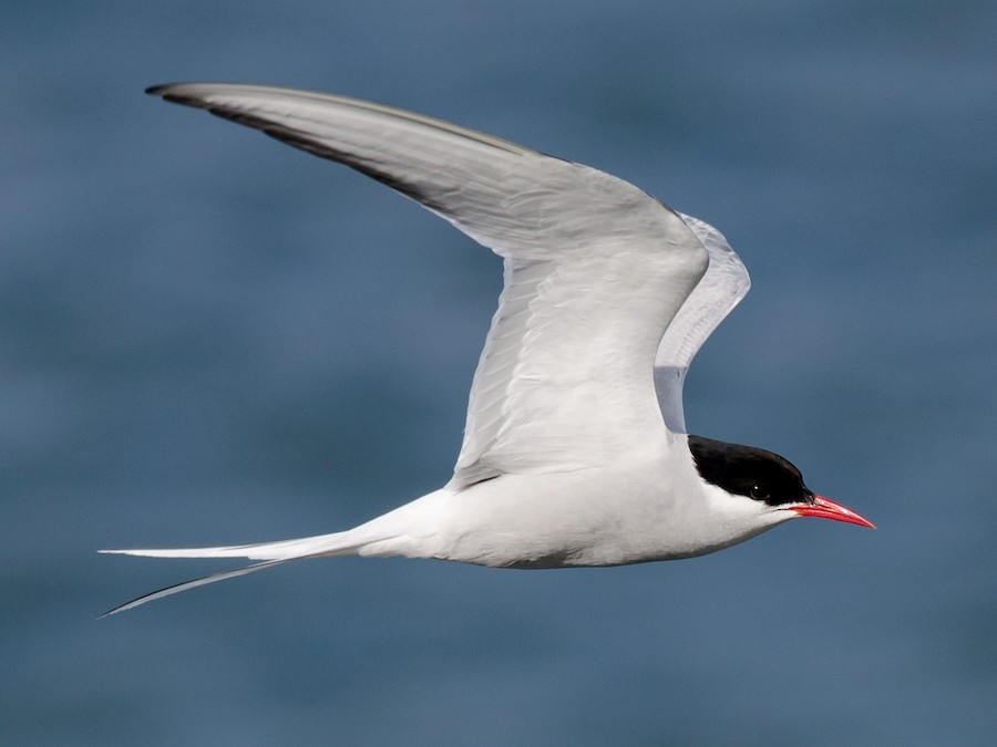5. Hải âu Bắc Cực (Arctic Tern): Loài chim này có ngoại hình nhỏ nhắn, nhưng lại cực kỳ hung dữ khi bảo vệ tổ của mình. Chúng sẽ tấn công bất cứ thứ gì đến gần, kể cả con người, với những cú mổ và cào sắc bén.(Ảnh:eBird)