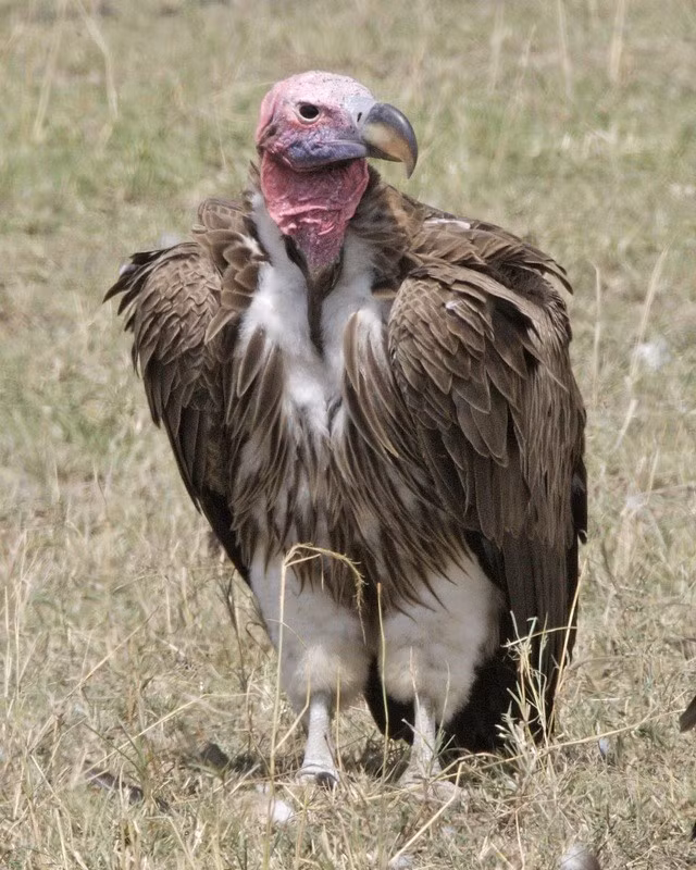 6. Chim Kền Kền: Kền kền có thể không tấn công con người, nhưng chúng không ngần ngại xâu xé xác thịt của các động vật còn sống nhưng đang hấp hối. Sự mạnh mẽ và số lượng lớn khiến chúng trở thành một đối thủ đáng gờm trong tự nhiên.(Ảnh:Wikipedia)