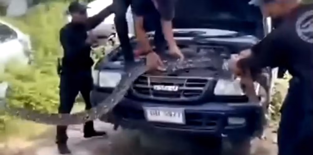 Trước đó, tại tỉnh Phang Nga, Thái Lan cũng xảy ra trường hợp tương tự khi chủ nhân của một chiếc xe bán tải phát hiện một con trăn lưới khổng lồ trườn vào động cơ. Ngay lập tức, người này đã báo cho lực lượng chức năng. Các sĩ quan cảnh sát đã phải mất 30 phút để kéo con "quái thú" dài 4,2 mét và nặng hơn 10kg ra khỏi động cơ xe. Sau khi được đưa vào bao tải, con trăn lưới khổng lồ đã được thả vào rừng.