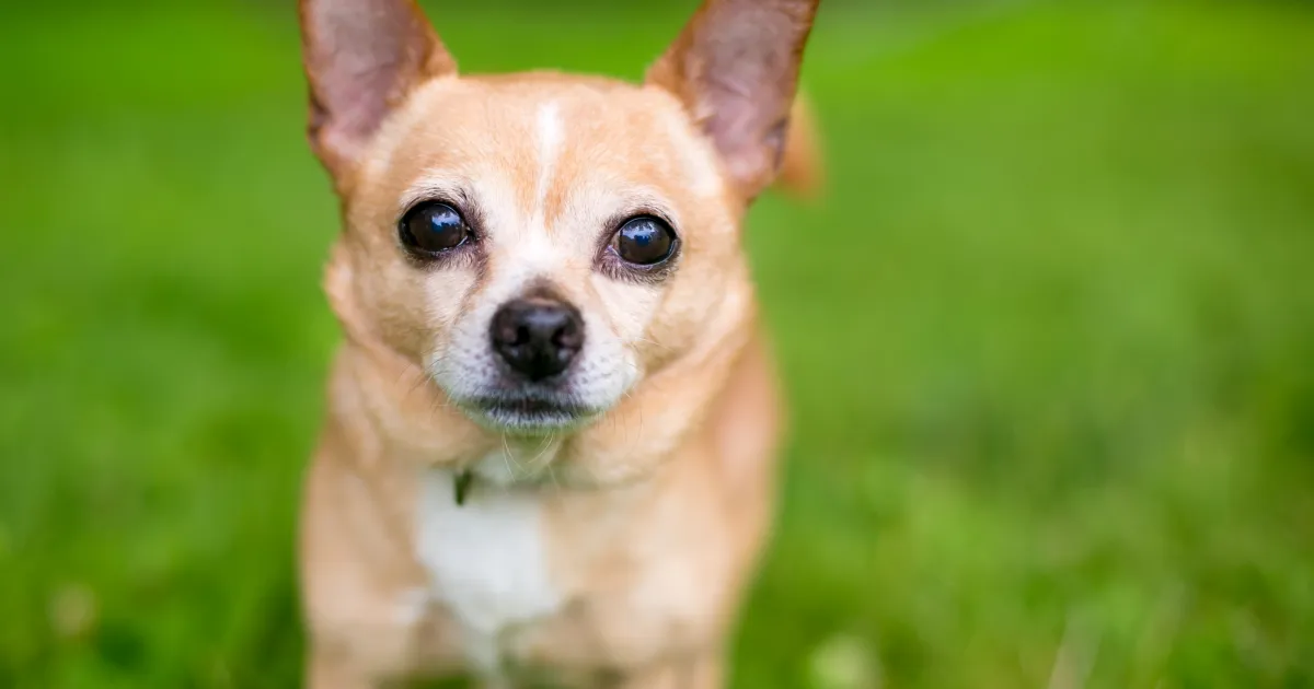 1. Chó Chihuahua (15-23 cm, 1-3 kg): Chihuahua là giống chó nhỏ nhất thế giới. Chúng có bộ lông ngắn hoặc dài và đa dạng về màu sắc. Chihuahua thông minh, dũng cảm và trung thành với chủ. Chúng rất thích hợp để sống trong các căn hộ nhỏ. (Ảnh: DogTime)