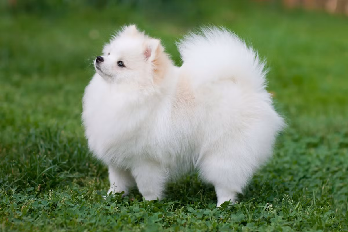 2. Chó Pomeranian (18-30 cm, 1,5-3 kg): Pomeranian, hay còn gọi là Pom, có bộ lông dày và xù xì. Chúng rất thân thiện, hoạt bát và dễ thương. Pom thường rất trung thành và gắn bó với gia đình.(Ảnh: Britannica)