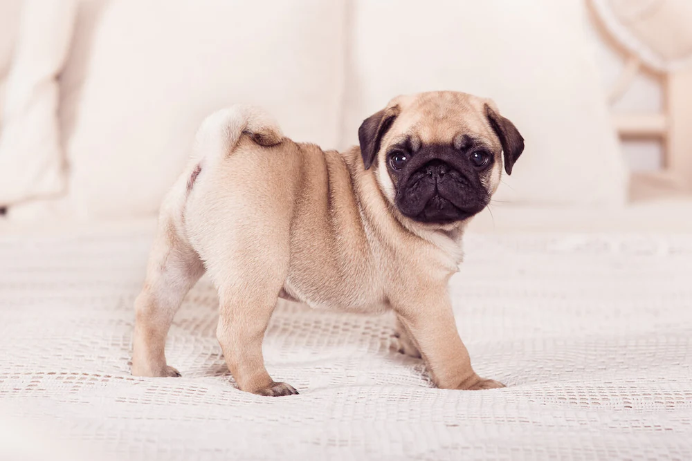 4. Chó Pug (25-30 cm, 6-8 kg): Pug có vẻ ngoài đặc biệt với khuôn mặt nhăn nheo và đôi mắt to tròn. Chúng thân thiện, yêu thương và rất thích ở gần chủ nhân. Pug là lựa chọn hoàn hảo cho những người muốn có một người bạn đồng hành đáng yêu và vui nhộn.(Ảnh: Native Pet)