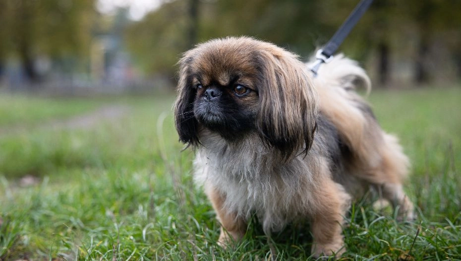 8. Chó Pekingese (15-23 cm, 3-6 kg): Pekingese có bộ lông dài và khuôn mặt phẳng. Chúng độc lập, dũng cảm và trung thành. Pekingese là lựa chọn tuyệt vời cho những ai muốn có một người bạn đồng hành nhỏ bé nhưng mạnh mẽ.(Ảnh: Purina UK)