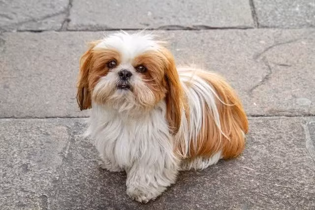 5. Chó Shih Tzu (20-28 cm, 4-7 kg): Shih Tzu có bộ lông dài và mềm mại, thường được tỉa gọn gàng. Chúng thân thiện, hiền lành và rất thích được vuốt ve. Shih Tzu thích hợp sống trong các căn hộ và là bạn đồng hành tuyệt vời cho các gia đình.(Ảnh: Reddit)
