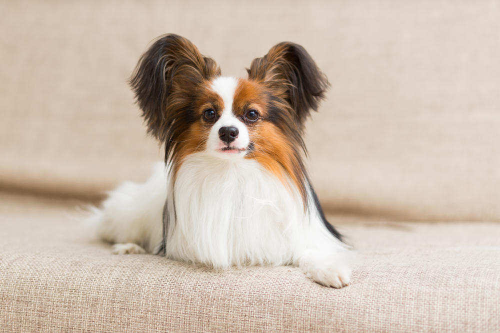 7. Chó Papillon (20-28 cm, 3-4,5 kg): Papillon có đôi tai to hình cánh bướm và bộ lông mềm mại. Chúng thông minh, hiếu động và rất thân thiện. Papillon rất dễ huấn luyện và thích hợp làm bạn đồng hành trong các gia đình.(Ảnh: Dogster)