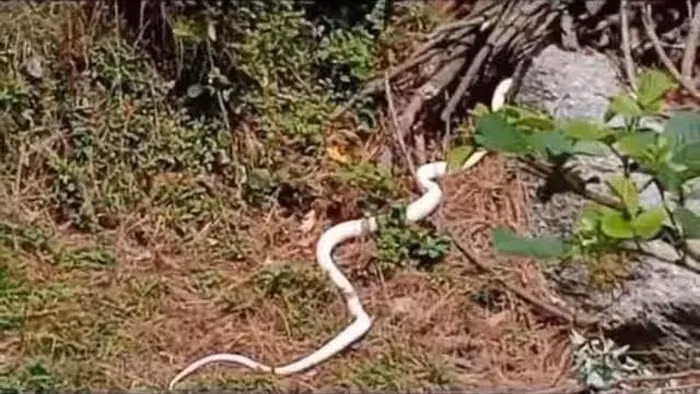 Con rắn dài 1,5 mét, có màu trắng đặc trưng, đã khiến người dân địa phương vừa tò mò vừa sợ hãi. Họ đã quay lại clip " quái thú" bạch tạng này và đăng tải lên mạng xã hội, thu hút sự chú ý của nhiều người. (Ảnh cắt từ clip)