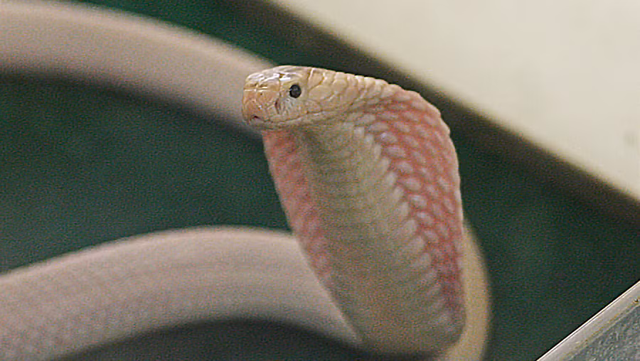 Rắn hổ mang bạch tạng có thể được tìm thấy ở nhiều nơi, nhưng chúng rất hiếm gặp trong tự nhiên. (Ảnh:Salinas Californian)