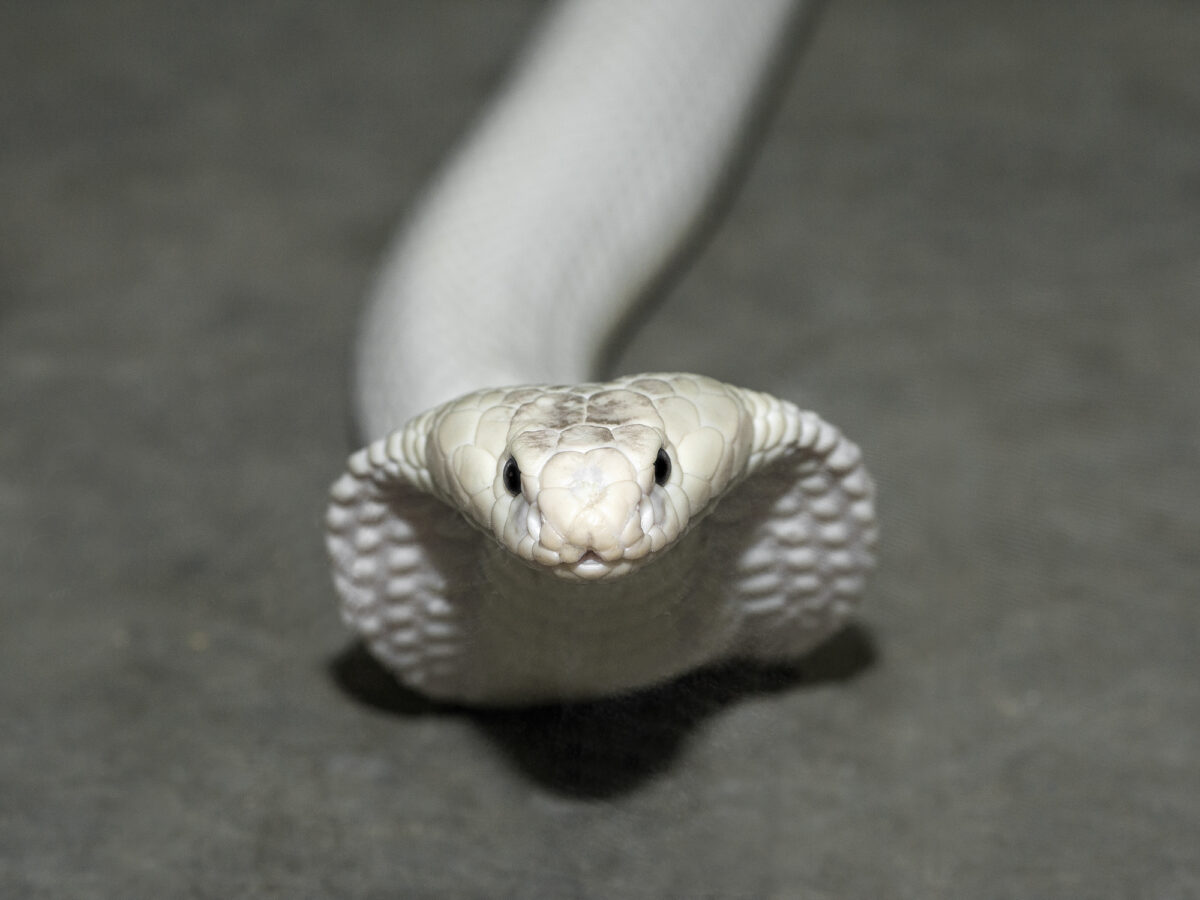 Rắn bạch tạng là loài rắn có một bất thường di truyền gọi là bệnh bạch tạng, khiến chúng thiếu sắc tố ở cơ thể và mắt, dẫn đến màu trắng đặc trưng và mắt có thể có màu đỏ. (Ảnh:Wildlife)