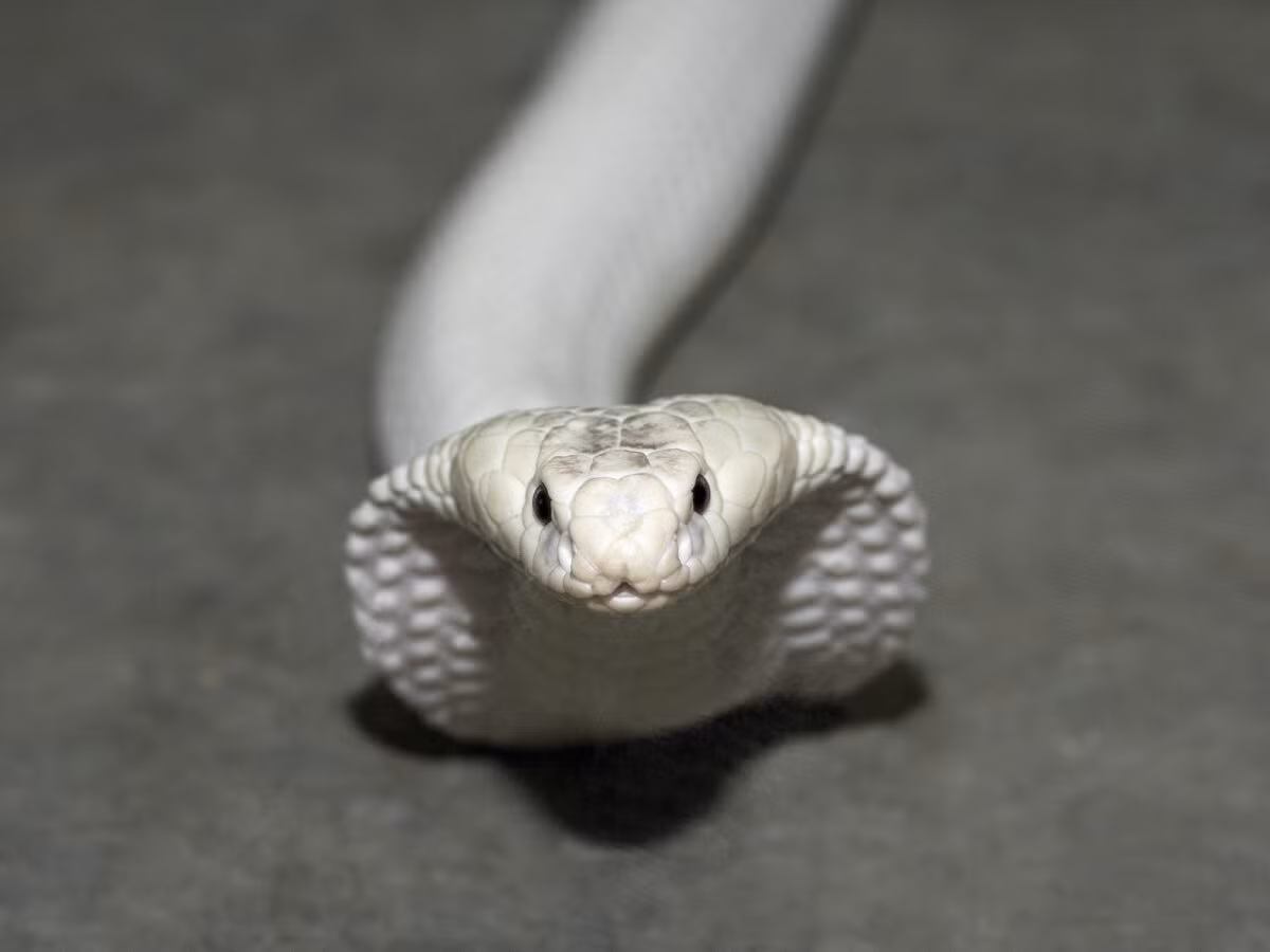 Rắn bạch tạng là loài rắn có một bất thường di truyền gọi là bệnh bạch tạng, khiến chúng thiếu sắc tố ở cơ thể và mắt, dẫn đến màu trắng đặc trưng và mắt có thể có màu đỏ. (Ảnh:Wildlife)