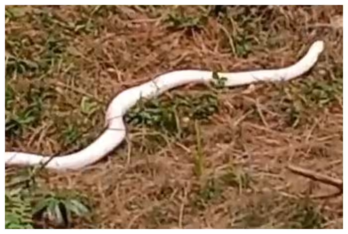 Trước đó, một con rắn hổ mang bạch tạng cũng đã được giải cứu tại Coimbatore sau khi xâm nhập vào khu dân cư. Con rắn này sau đó được thả vào khu rừng bảo tồn để duy trì sự đa dạng sinh học. (Ảnh: india)