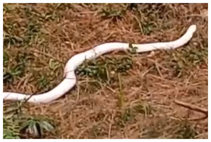 Trước đó, một con rắn hổ mang bạch tạng cũng đã được giải cứu tại Coimbatore sau khi xâm nhập vào khu dân cư. Con rắn này sau đó được thả vào khu rừng bảo tồn để duy trì sự đa dạng sinh học. (Ảnh: india)
