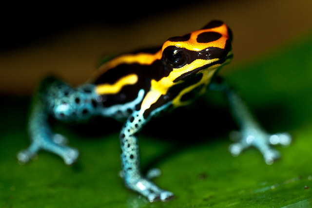 1. Ếch độc phi tiêu (Poison Dart Frog): Loài động vật này nổi tiếng với màu sắc rực rỡ từ vàng, xanh dương, đỏ đến cam, tím, hoặc thậm chí là sự kết hợp của nhiều màu sắc khác nhau. Tuy nhỏ bé, nhưng chúng sở hữu một trong những loại độc mạnh nhất trong thế giới động vật, và màu sắc của chúng chính là lời cảnh báo cho các loài săn mồi về sự nguy hiểm. (Ảnh: Springfield Museums)