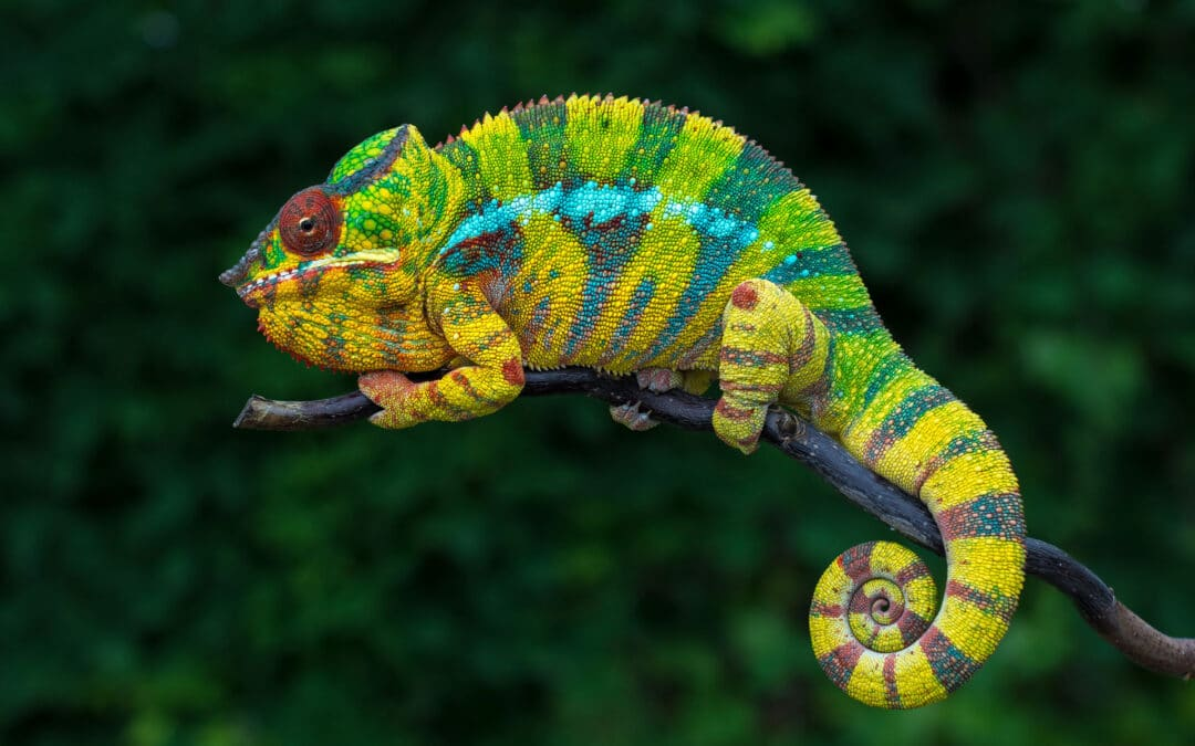 7. Tắc kè hoa (Chameleon): Không thể không nhắc đến tắc kè hoa khi nói về những loài động vật sặc sỡ. Chúng có khả năng thay đổi màu sắc cơ thể để ngụy trang, thu hút bạn tình hoặc thể hiện tâm trạng. Tắc kè hoa là biểu tượng của sự thay đổi và màu sắc biến ảo trong tự nhiên.(Ảnh: Buy Panther Chameleons)