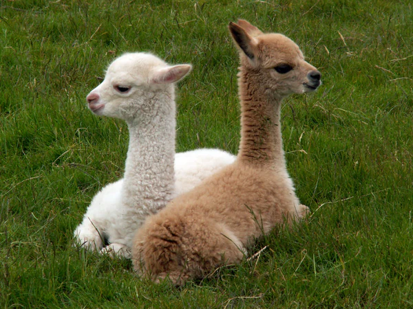 5. Lạc đà Alpaca (Alpaca): Mặc dù không phải là một loài động vật hoang dã hoàn toàn, nhưng lạc đà Alpaca ở Nam Mỹ vẫn xứng đáng có tên trong danh sách này với bộ lông dày mịn, có thể có màu trắng, đen, xám, nâu và nhiều sắc độ trung gian khác. Chúng không chỉ nổi bật với bộ lông mềm mịn mà còn với dáng vẻ dễ thương và tính cách hiền lành.(Ảnh: Luna Textiles)