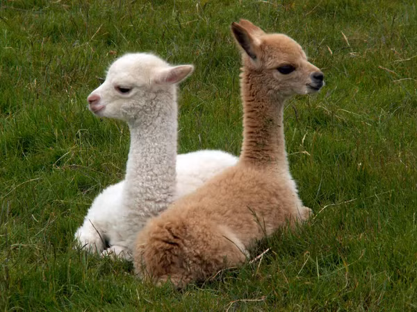 5. Lạc đà Alpaca (Alpaca): Mặc dù không phải là một loài động vật hoang dã hoàn toàn, nhưng lạc đà Alpaca ở Nam Mỹ vẫn xứng đáng có tên trong danh sách này với bộ lông dày mịn, có thể có màu trắng, đen, xám, nâu và nhiều sắc độ trung gian khác. Chúng không chỉ nổi bật với bộ lông mềm mịn mà còn với dáng vẻ dễ thương và tính cách hiền lành.(Ảnh: Luna Textiles)