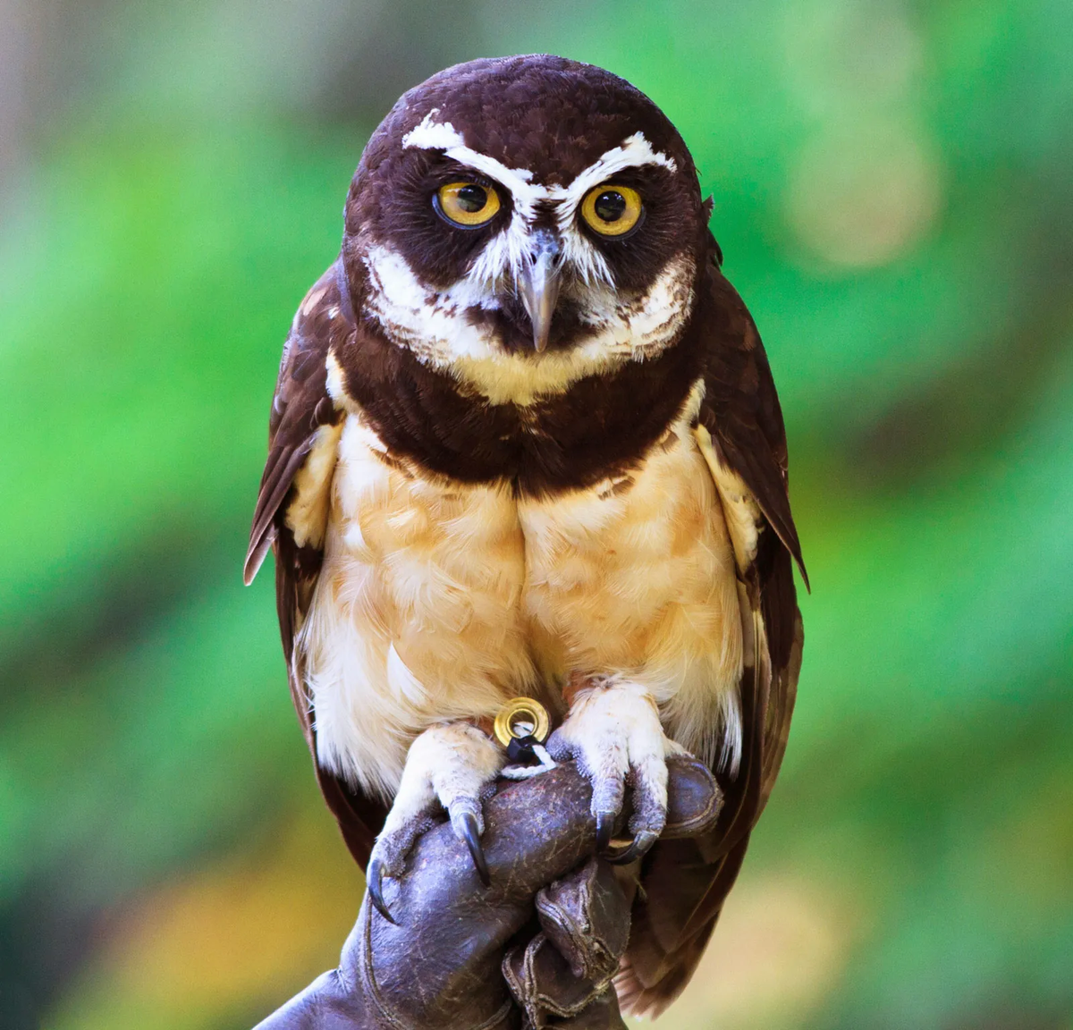 6. Cú rực rỡ (Spectacled Owl): Loài cú Spectacled Owl với đôi mắt to tròn viền trắng nổi bật trên khuôn mặt đen và bộ lông màu nâu sẫm tạo ra sự tương phản rõ rệt. Điều này khiến chúng trở thành một trong những loài cú đẹp nhất và dễ nhận diện nhất trong khu rừng nhiệt đới châu Mỹ.(Ảnh: Britannica)