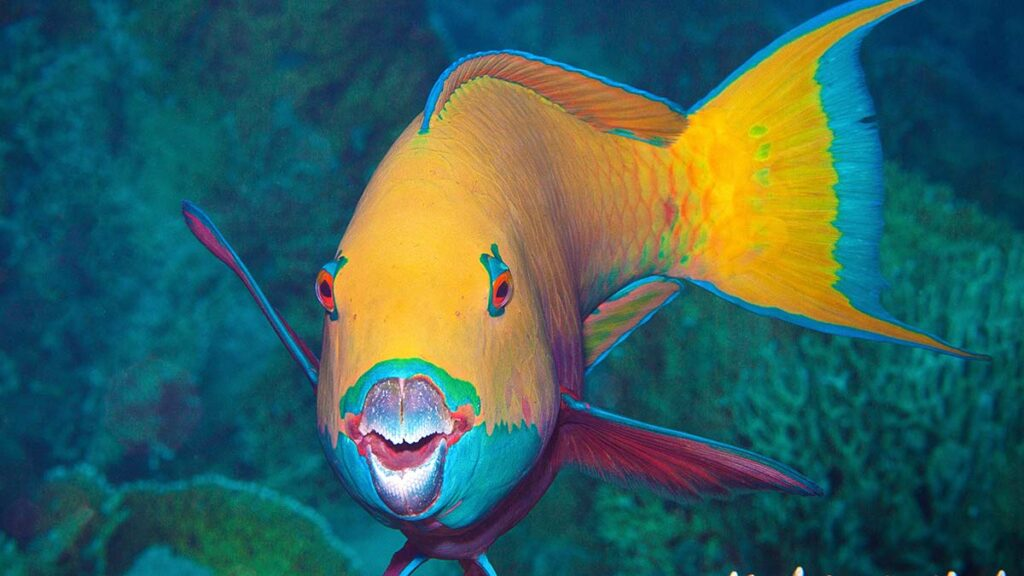 3. Cá vẹt (Parrotfish): Cá vẹt sống trong các rạn san hô nhiệt đới và có thân hình rực rỡ với các sắc màu như xanh lam, hồng, vàng, và cam. Chúng cũng nổi bật với chiếc miệng giống như mỏ vẹt dùng để cạo rêu từ san hô, một hành động giúp duy trì sức khỏe của các rạn san hô.(Ảnh: Scuba)