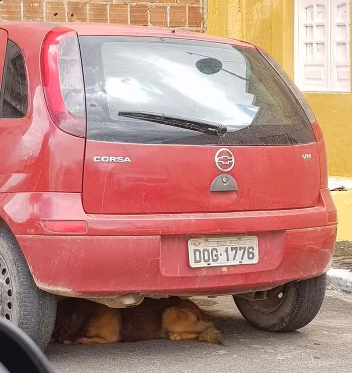 13. Liệu chú chó có đọc được không?. Ảnh: BrightSide. 