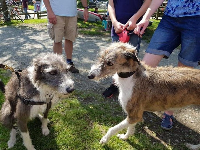 2. Tình cờ gặp được người anh em từ một chốn xa xôi. Ảnh: BrightSide.