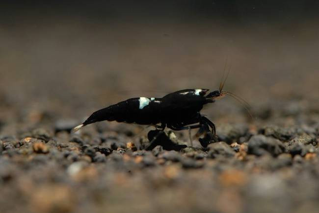 Thức ăn của chúng là rau bina hay bầu nghiền nhỏ, tảo, thức ăn dạng viên nhỏ...