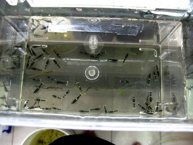 Ban đầu, có khoảng 2000 con được 4 nhà lai tạo ở Đài Loan tạo ra, hoàn toàn không nuôi đại trà như các loại tôm khác mà chúng ta vẫn thường hay ăn.