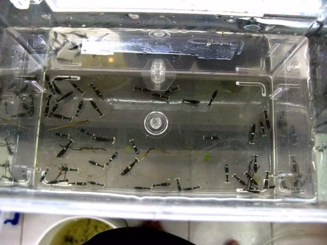 Ban đầu, có khoảng 2000 con được 4 nhà lai tạo ở Đài Loan tạo ra, hoàn toàn không nuôi đại trà như các loại tôm khác mà chúng ta vẫn thường hay ăn.