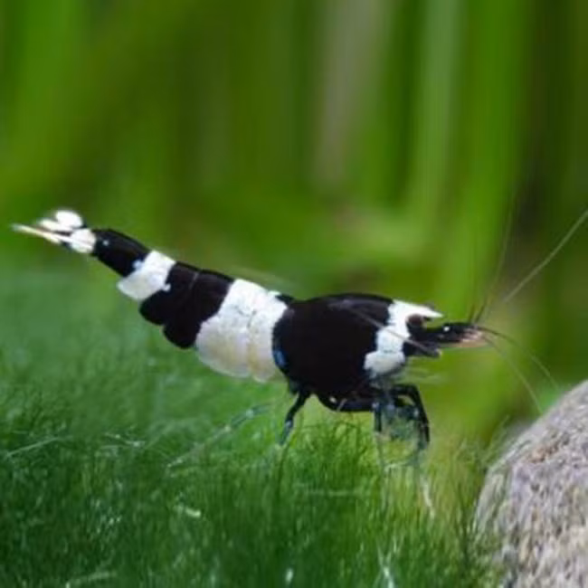 Nếu chúng sống ở trong bể, người không tinh mắt cũng rất khó nhận ra.