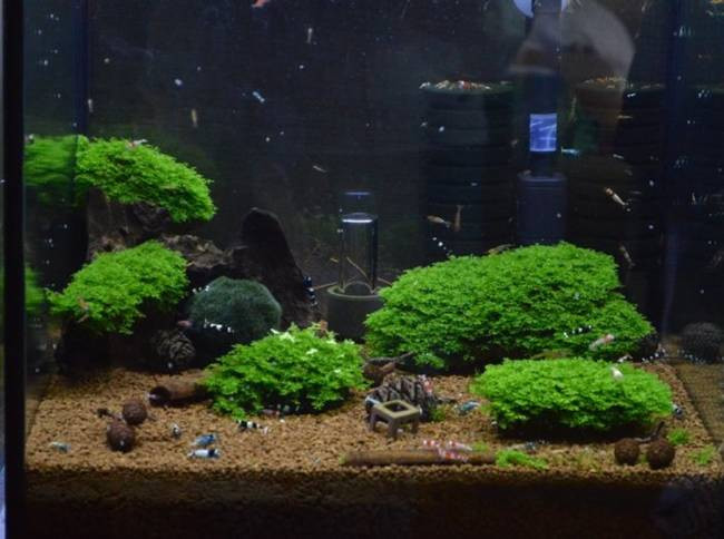 Tôm cần sống trong nước sạch tinh khiết, nhiệt độ cố định để lột vỏ vài tuần/lần.