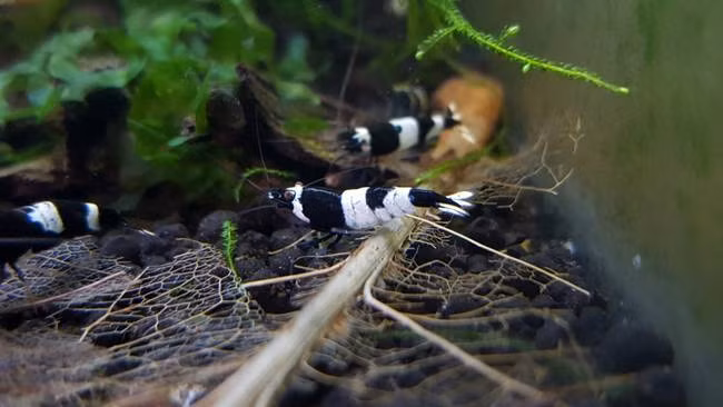 Thời gian sống của chúng kéo dài khoảng 16 tháng.