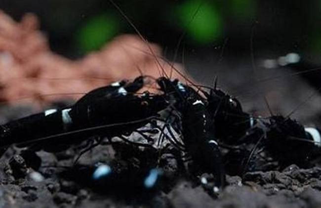 Mức giá thông thường dao động từ 30 USD - 830 USD/con (~690.000 đồng - 19,3 triệu đồng/con)