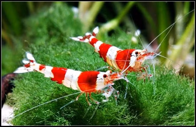 Hiện nay, người ta đã lai tạo được tôm loại này có màu đỏ kết hợp trắng, màu xanh kết hợp màu đen rất độc đáo và rao bán trên mạng.