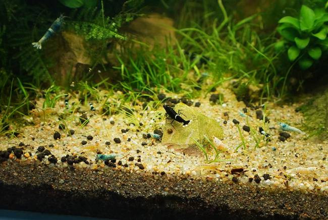 Mặc dù, chúng có màu sắc khá lạ và dị nhưng vẫn thu hút được sự chú ý của những người thích nuôi cá cảnh.