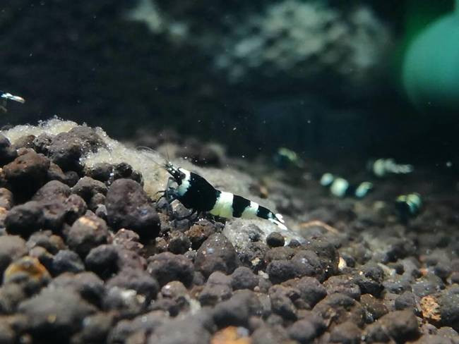 Con tôm này có tên King Kong. Chúng đòi hỏi sự ổn định về môi trường sống, nếu thêm nước vào bể cũng cần chảy ở mức độ chậm.