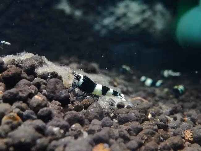 Con tôm này có tên King Kong. Chúng đòi hỏi sự ổn định về môi trường sống, nếu thêm nước vào bể cũng cần chảy ở mức độ chậm.