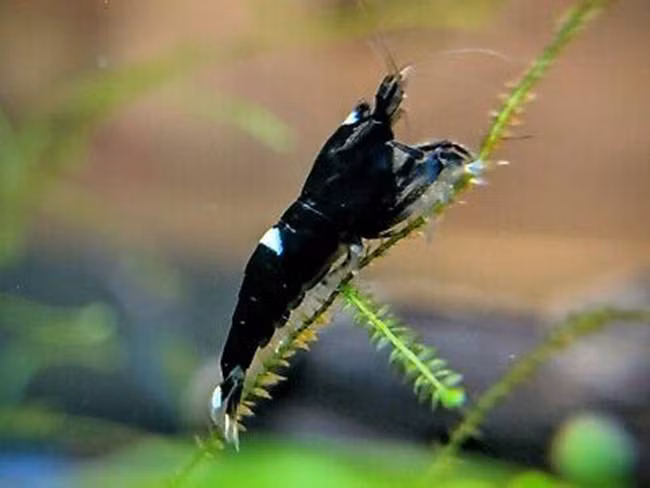 Tổng thư ký hiệp hội cá cảnh Đài Loan (Trung Quốc) - ông Sharman Chou cho biết, tính cách người Nhật Bản thích sưu tập những thứ kỳ lạ và hiếm nhưng thành công nhân giống tôm của Nhật Bản là không cao.