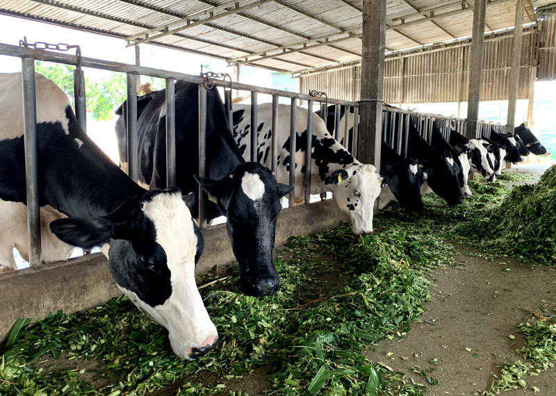 Duy nhat dat Viet, 'vo tran' vi ca lang 1.000 ty keo nhau len tinh hop-Hinh-2