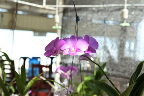 Hoa lan vốn được ví như nàng thiếu nữ xinh tươi, duyên dáng, đỏng đảnh bởi khó chăm sóc, nhưng cũng đang khoe sắc gọi xuân về.