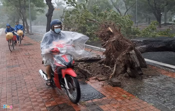 Bao chi cap 8-9, vi sao 15.000 cay xanh tai Hue gay do?-Hinh-2