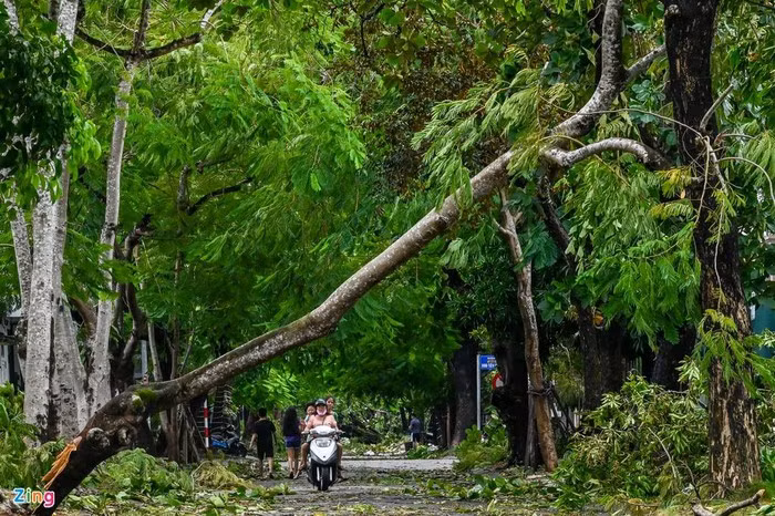 Bao chi cap 8-9, vi sao 15.000 cay xanh tai Hue gay do?