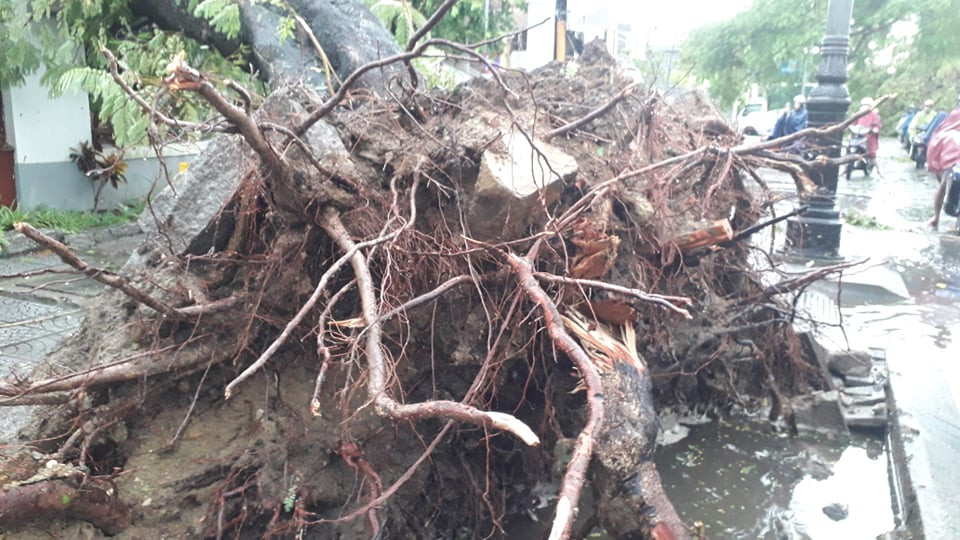 Một cây lớn bật gốc.