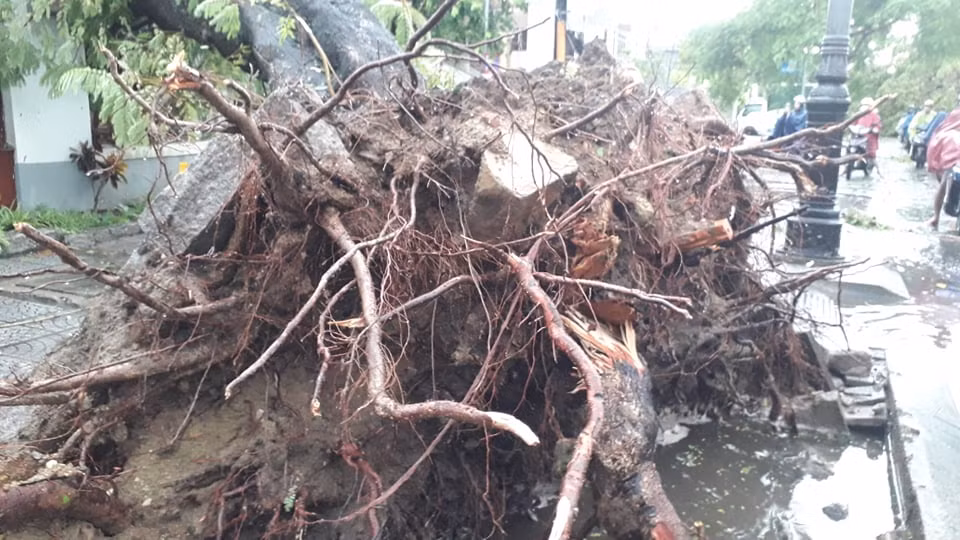 Một cây lớn bật gốc.